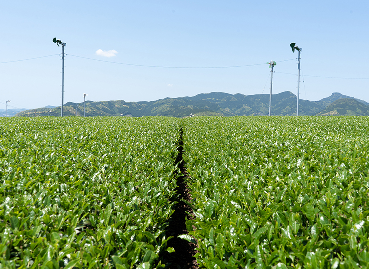 東彼杵の茶畑の写真